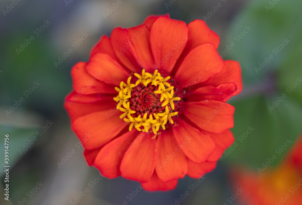 Close-up image of a red and yellow flower. Close-up image of a red and yellow flower.