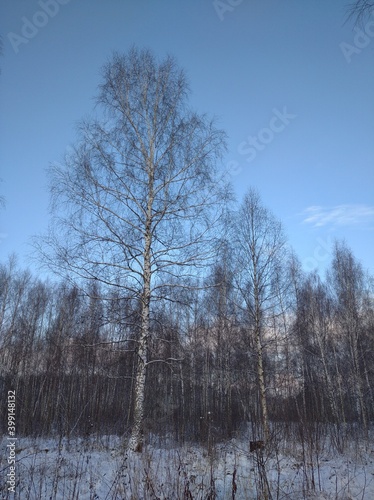 trees in winter