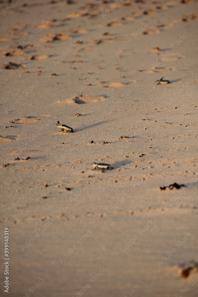 New born Green Sea Turtle crawling towards the water New born Green Sea Turtle crawling towards the water