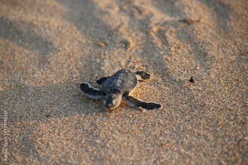 New born Green Sea Turtle crawling towards the water © Frozigraphie