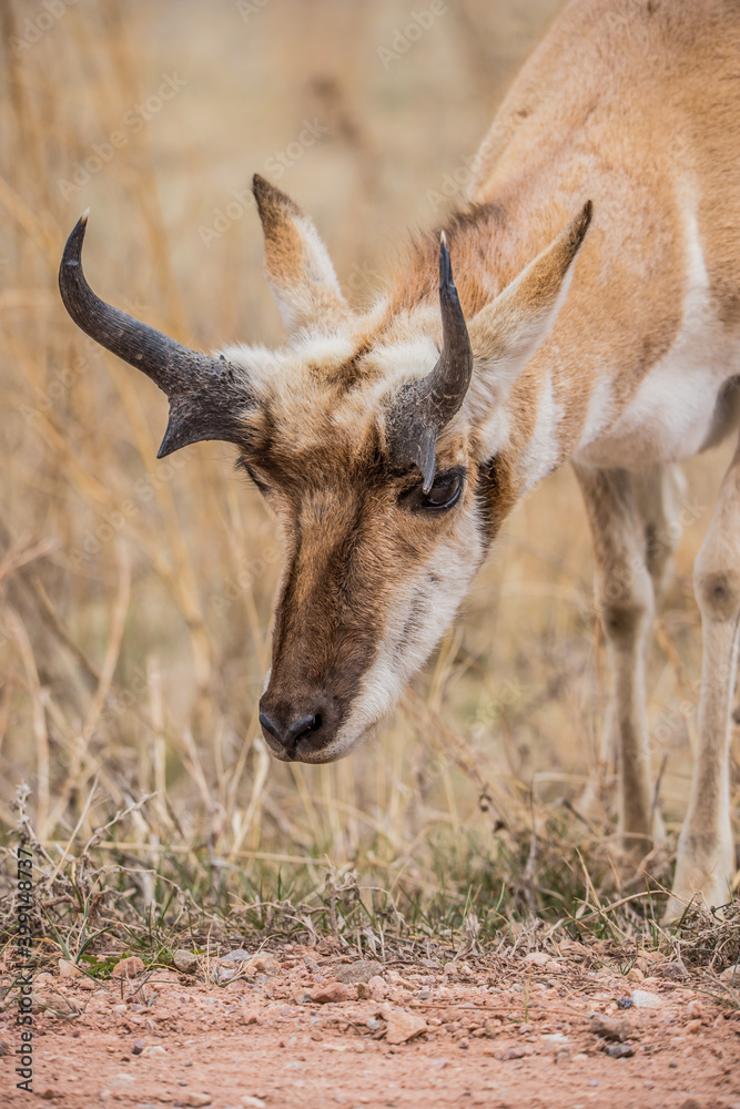 Pronghorn Antelope grazing in prairie Pronghorn Antelope grazing in prairie