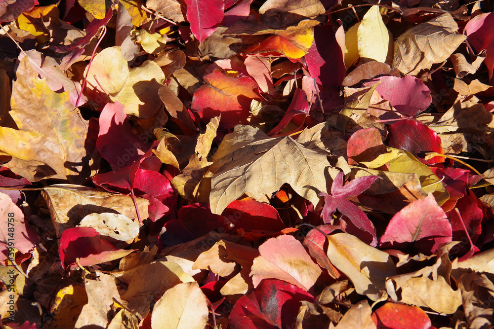 High angle full frame close-up view of fallen colorful autumn leaves on the ground