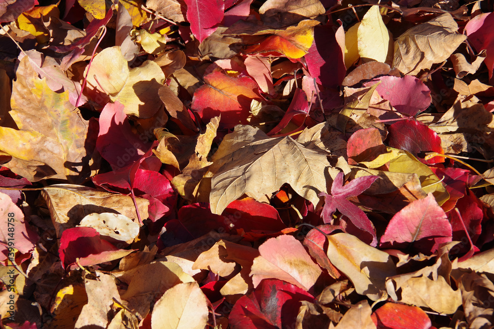 High angle full frame close-up view of fallen colorful autumn leaves on the ground High angle full frame close-up view of fallen colorful autumn leaves on the ground