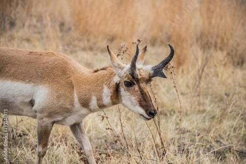 Pronghorn Antelope grazing in prairie 