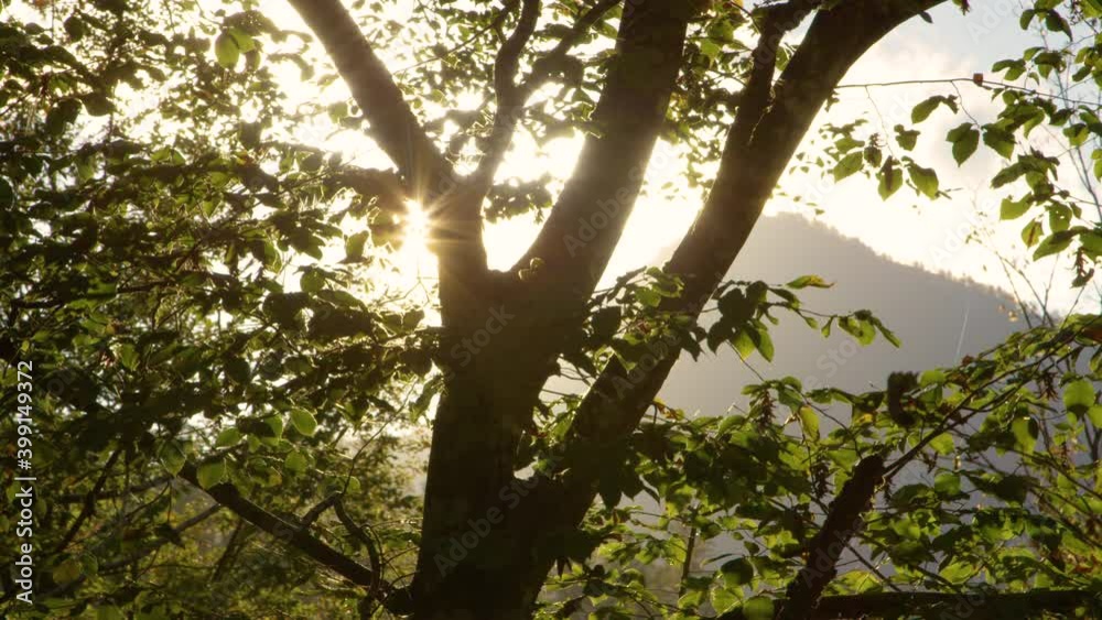 CLOSE UP, HANDHELD, LENS FLARE: Picturesque shot of warm fall evening sun rays shining on the canopy of a large deciduous tree. Bright golden autumn evening sunbeams shine on a tree in quiet orchard.