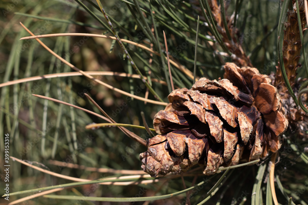 Side Angle view of pine cone on tree branch Side Angle view of pine cone on tree branch