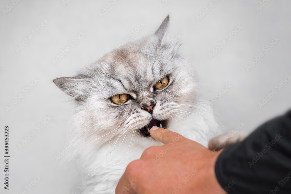 Beautiful playful persian chinchilla fluffy cat biting finger. Playing with cat