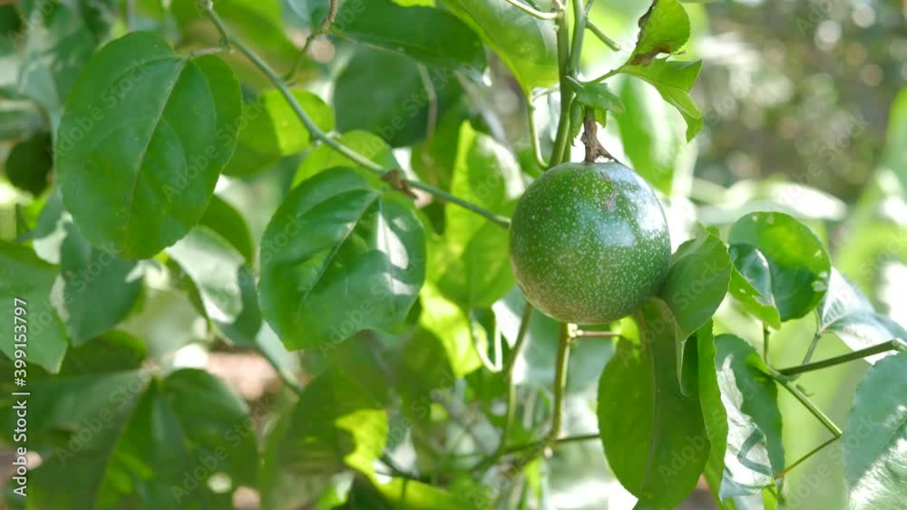 Close-up fresh Raw Passion fruit with sunlight Close-up fresh Raw Passion fruit with sunlight