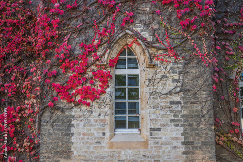 Building covered in red ivy autumn leaves in Cambridge. United Kingdom © Pawel Pajor