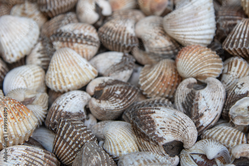 Group of fresh shells