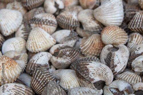 Group of fresh shells