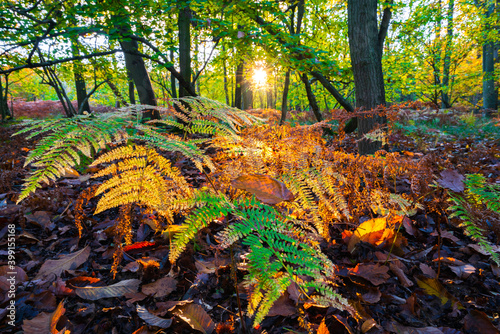 Beautiful sunset scenery of branches at Sherwood forest. Autumn landscape in England  photo