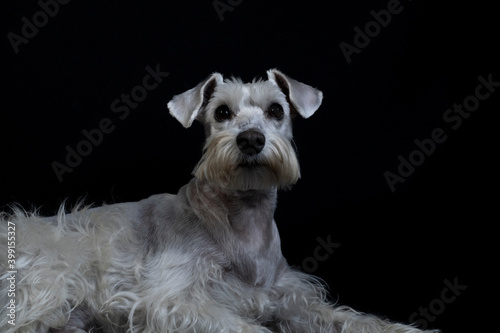 Silver white Schnauzer dog posing with black background
