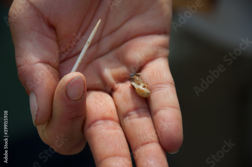Queen Bee Larva In Hand of Beekeper