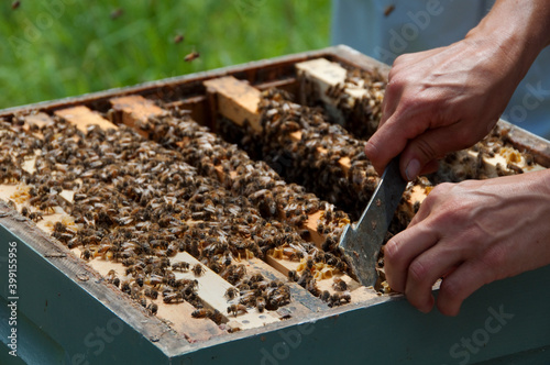 Hive Tray Separating Tool In Use