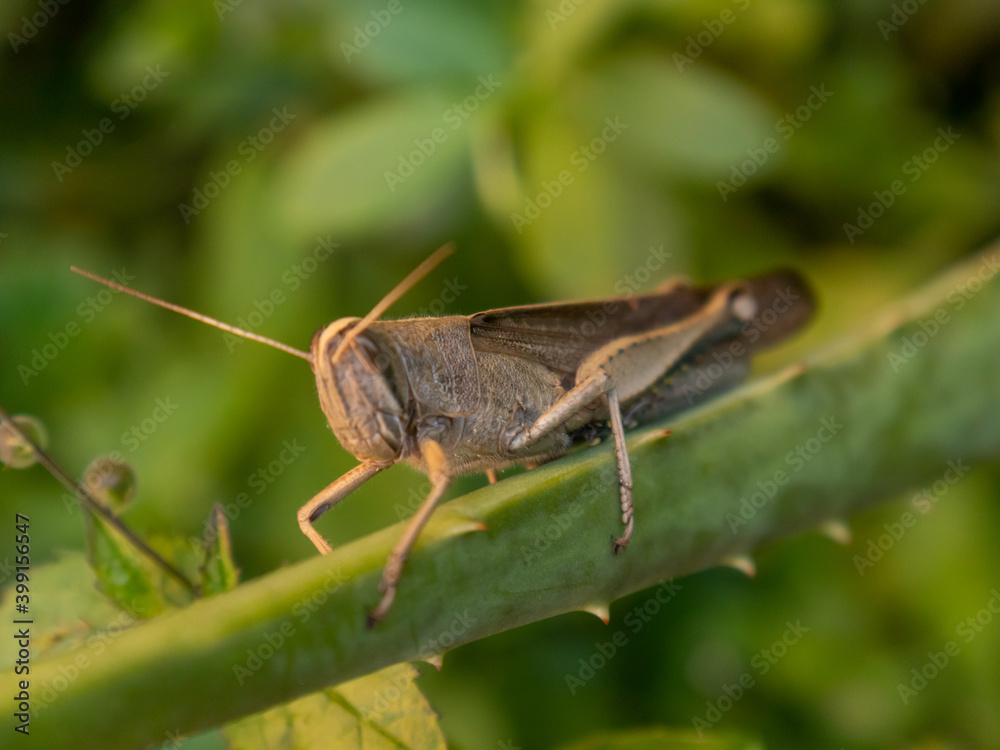 Grylloidea (Grillo) Grylloidea (Grillo)