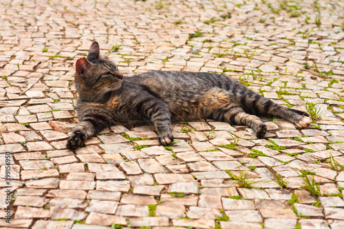 Stray cat lying in the park