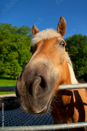 Beautiful horse portrait in the paddock.
