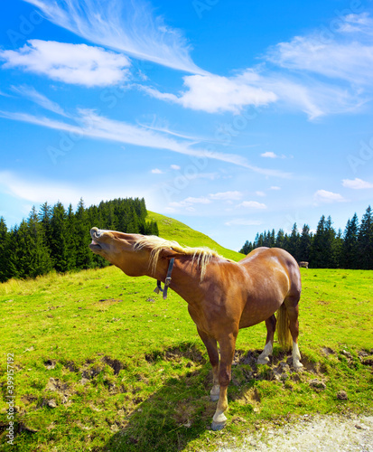 Fotografia Neighing horse on the pasture in the mountains