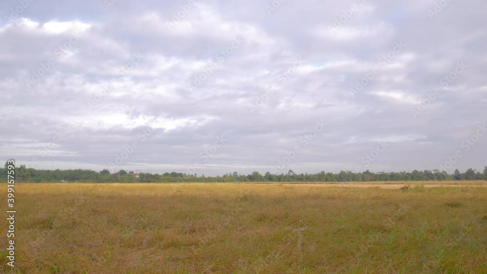 4k Time lapse of the clouds are moving and the rice fields are golden 4k Time lapse of the clouds are moving and the rice fields are golden