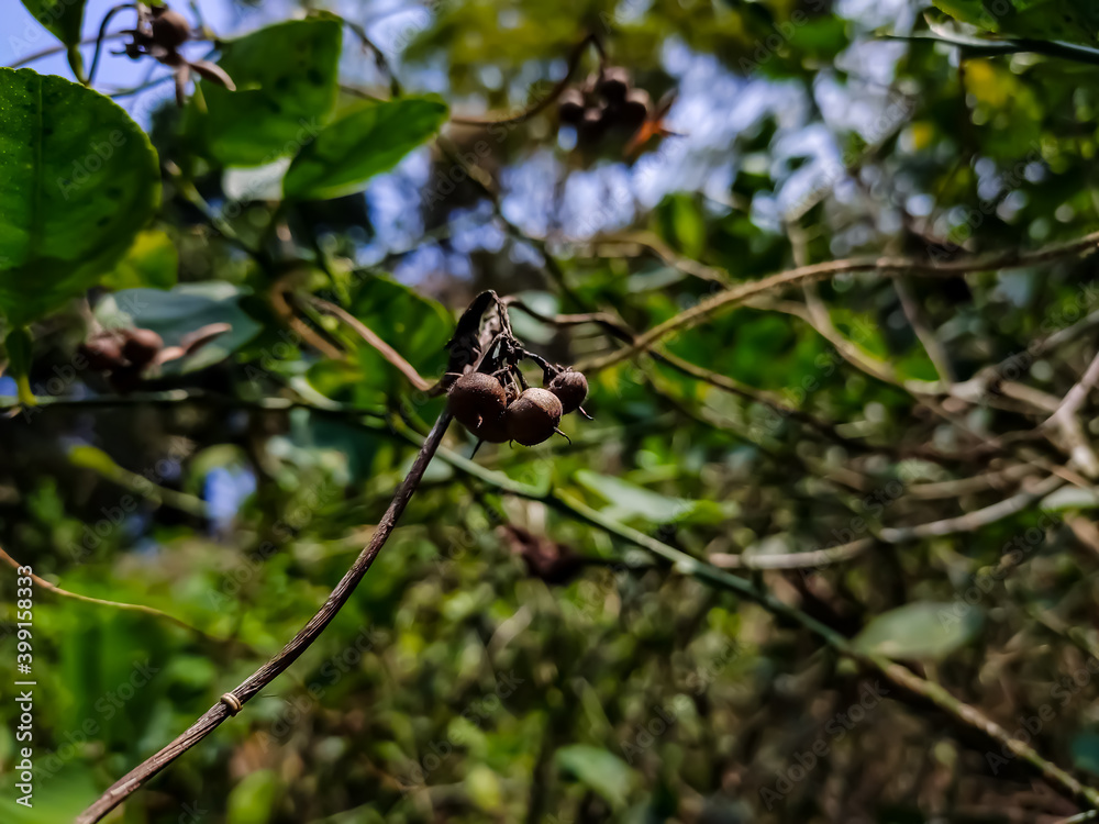This is dry Ipomoea pandurata fruit, is a species of herbaceous perennial vine native to North America. This is dry Ipomoea pandurata fruit, is a species of herbaceous perennial vine native to North America.