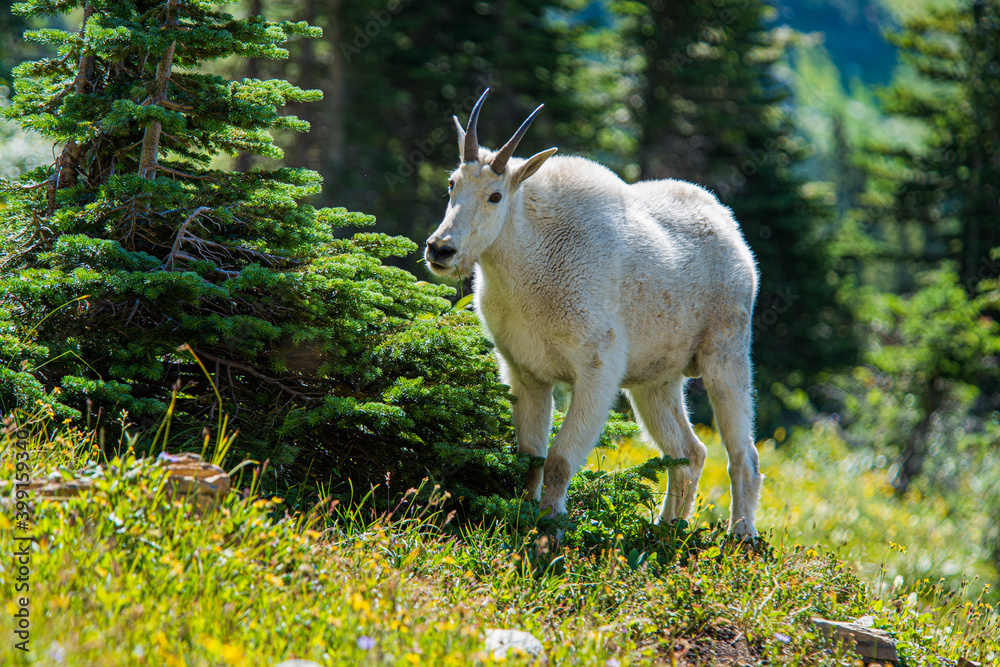 Mountain Goat Standing by a Bush Mountain Goat Standing by a Bush