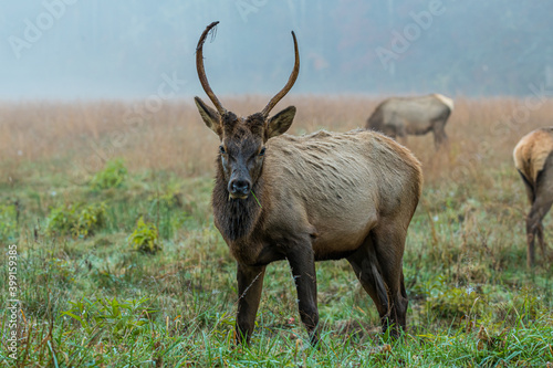 Adolescent Bull Elk Looking