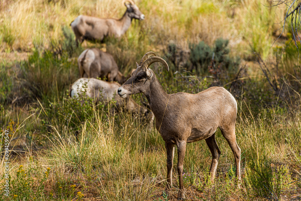 A Group of young Bighorn Sheep in the Field A Group of young Bighorn Sheep in the Field