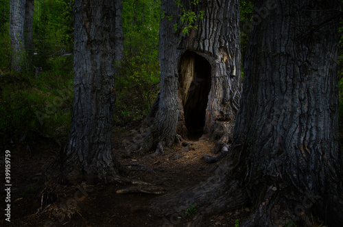 Stranger things tree in Alaska.