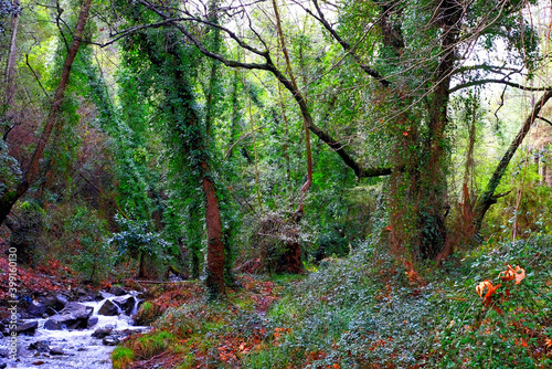 stream in the forest