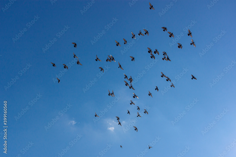 A flock of pigeons (Columba Livia) are flying together as a group in clear blue sky on a sunny day. A concept image for freedom, harmony, team work, togetherness, happiness concepts. A flock of pigeons (Columba Livia) are flying together as a group in clear blue sky on a sunny day. A concept image for freedom, harmony, team work, togetherness, happiness concepts.