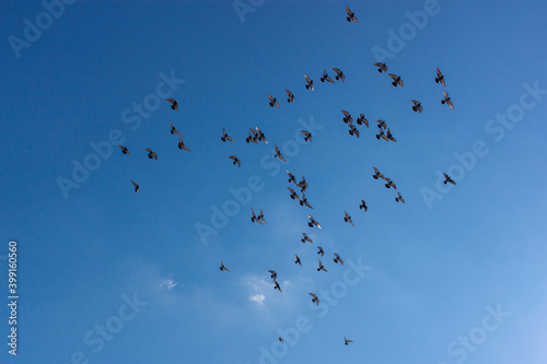 A flock of pigeons (Columba Livia) are flying together as a group in clear blue sky on a sunny day. A concept image for freedom, harmony, team work, togetherness, happiness concepts.