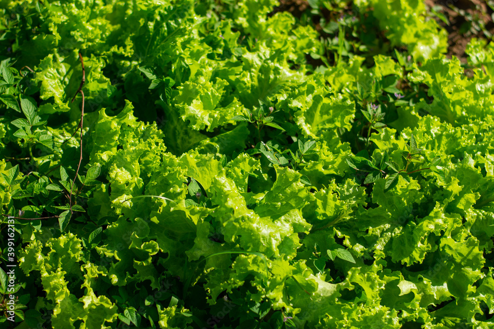 Green turnips, high in vitamins and nutrients, are thriving in the field. Green turnips, high in vitamins and nutrients, are thriving in the field.