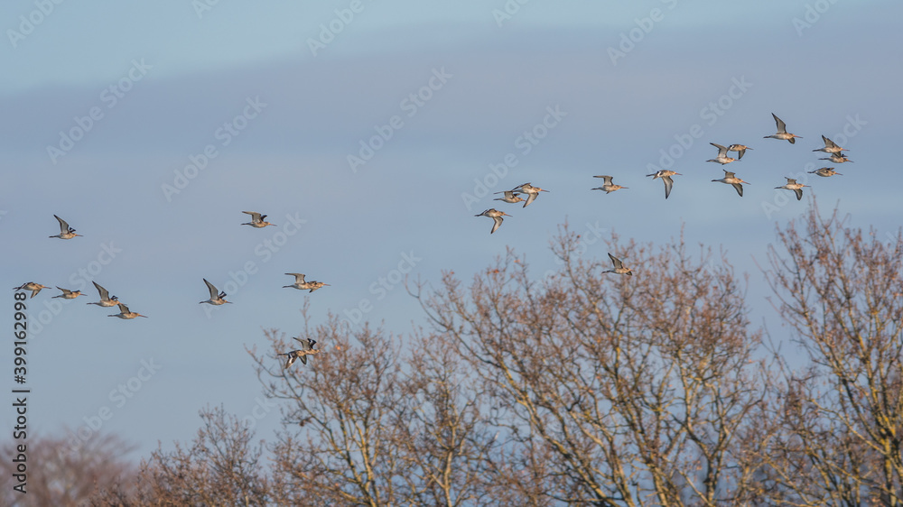 Black-tailed Godwit, Limosa limosa in the flight in environment Black-tailed Godwit, Limosa limosa in the flight in environment