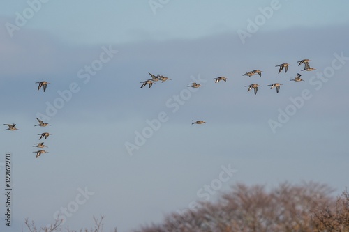 Black-tailed Godwit, Limosa limosa in the flight in environment