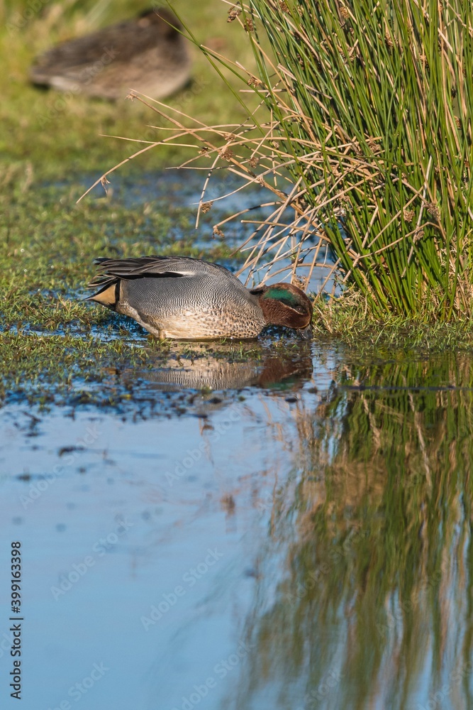 Eurasian Teal, Common Teal, Eurasian Green-winged Teal, Anas crecca Eurasian Teal, Common Teal, Eurasian Green-winged Teal, Anas crecca