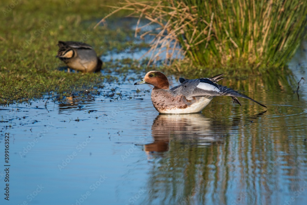 Eurasian Wigeon (Mareca penelope) birds in environment. Eurasian Wigeon (Mareca penelope) birds in environment.