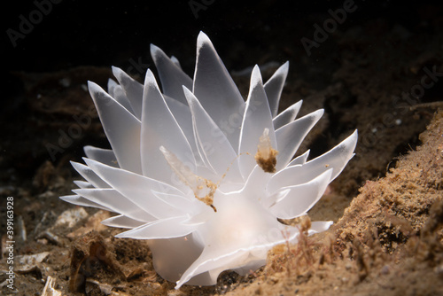 Frosted Nudibranch (Dirona albolineata)