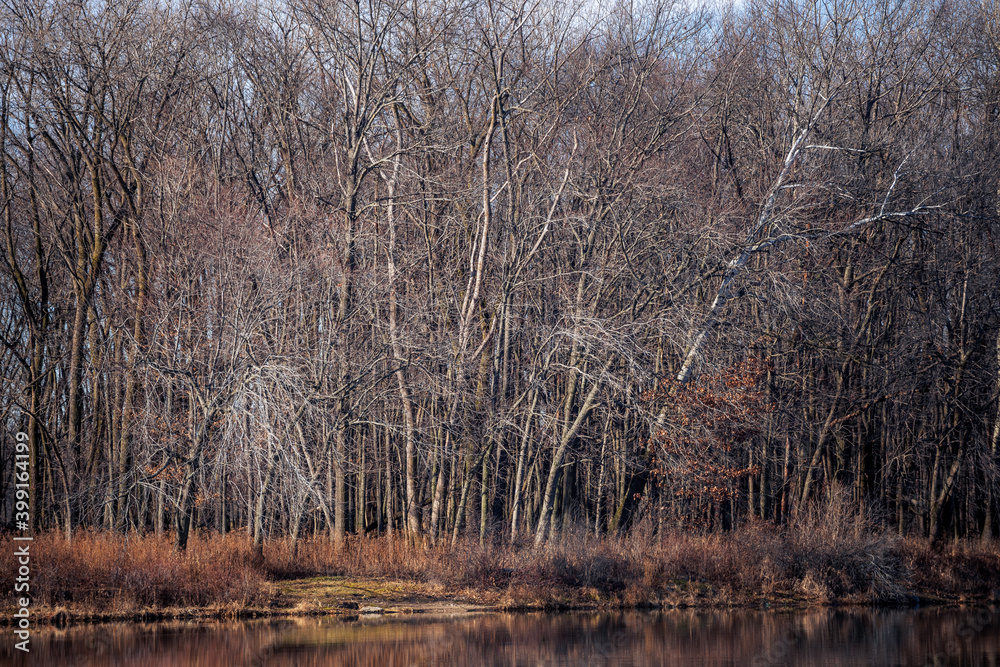 autumn in the forest