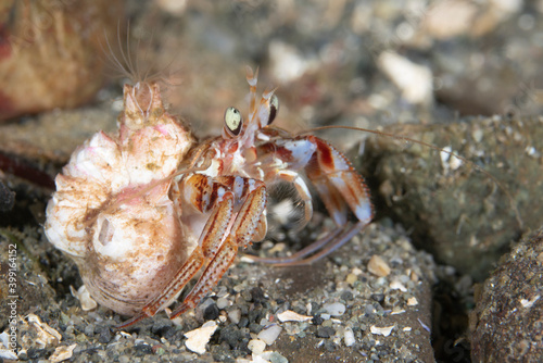 Hermit Crab