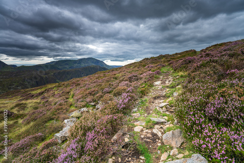 Haystacks peak #ith purple flowers in the foreeground. Lake District. Cumbria