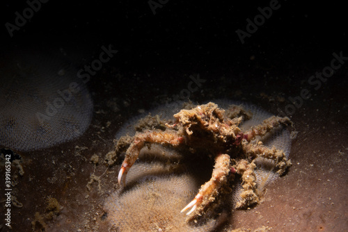 Kelp crab © Gina Lusardi