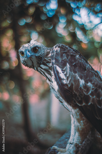 Eagle preparing for hunt