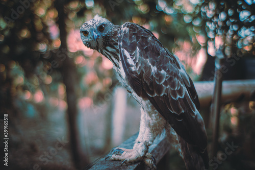 Eagle preparing for hunt