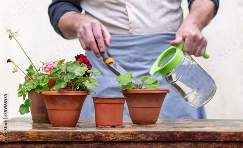 Pots of flowers for transplanting are on the gardener's table