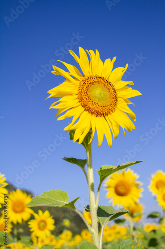 Sunflower with blue back of the sky