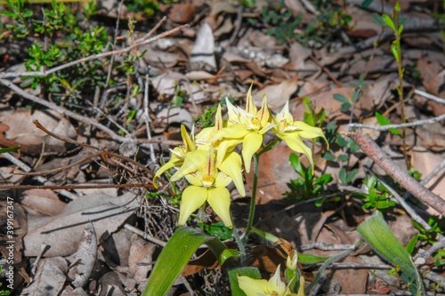 cow slip orchid at Crooked Brook Forest (Caladenia flava)