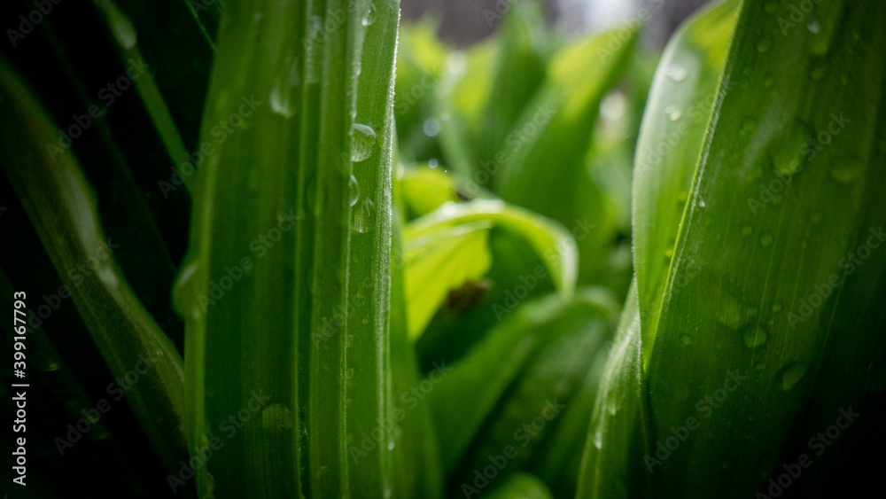 Fototapeta premium Wet leaves