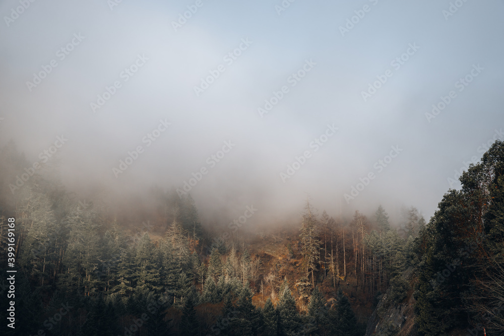 fog in the forest