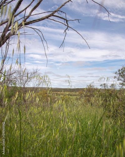 Mullewa, Mid-west wildflower season September 2020 photo